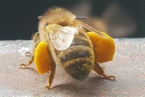 Влияние пчелиной пыльцы на потенцию